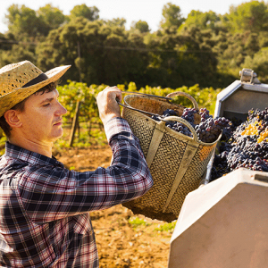 Farmer Loading Harvest into Truck
